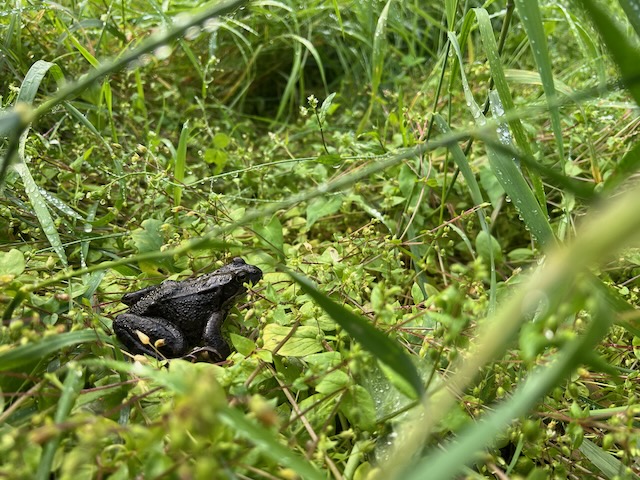 A dark brown frog in the grass on the edge of a field of peas.